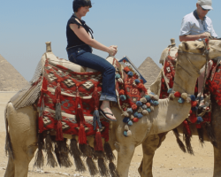 Camels in Egypt