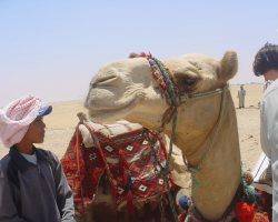 Up Close and Personal with a Camel